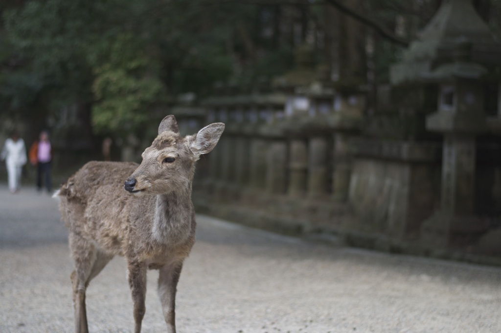 シカ