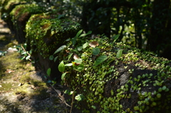 宮崎県　高千穂峡 #3