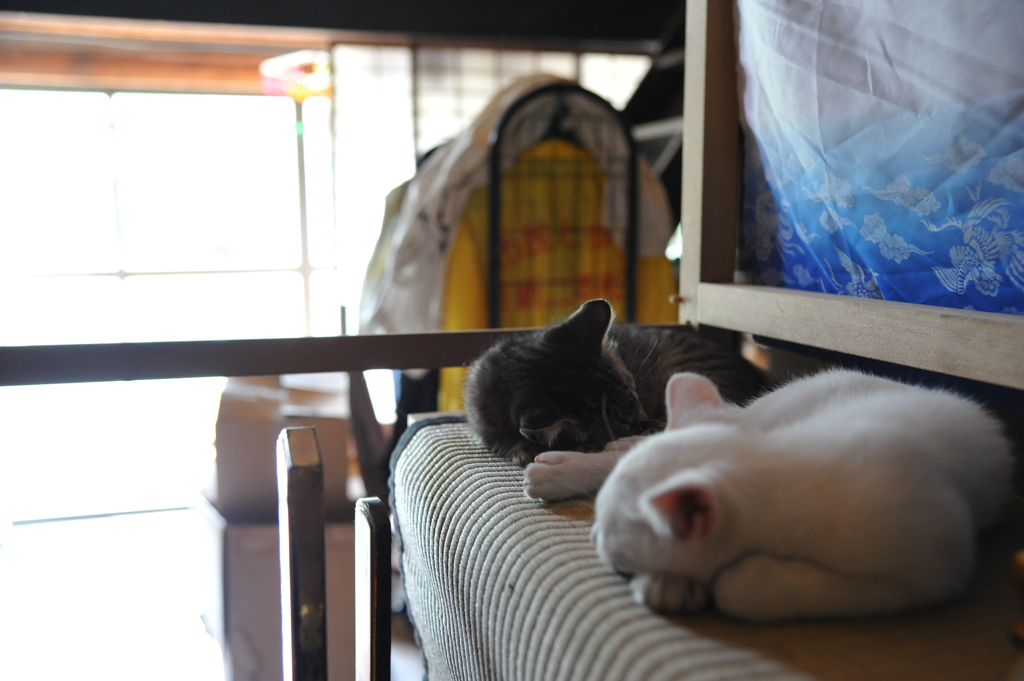 実家のねこちゃん