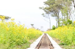 菜の花と遊園地の線路