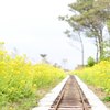 菜の花と遊園地の線路