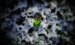 新年の芽吹き