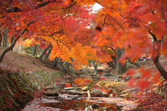 秋めく奈良