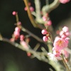 春待ち