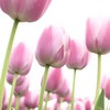 チューリップ