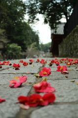 奈良公園の朝 〜椿〜