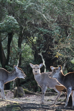 神々の森　〜朝のミーティング〜