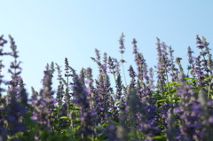午後の花畑2