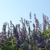 午後の花畑2