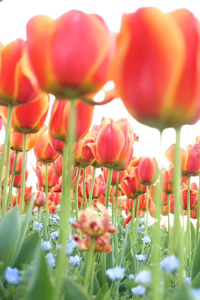 Colors of spring 3
