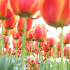 Colors of spring 3