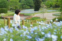 ネモフィラの咲く公園で　3