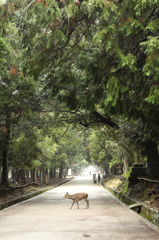 春日大社参道 〜一日の始まり〜