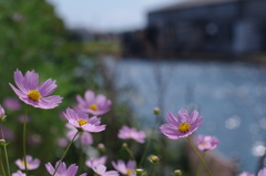 秋桜