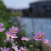 秋桜