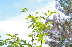 共存