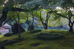 苔生す丘