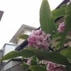 沈丁花