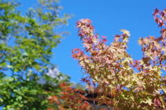 紅葉