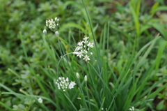 花と蜂と蜘蛛の巣
