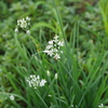 花と蜂と蜘蛛の巣