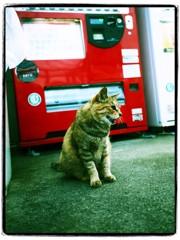 海辺の猫
