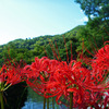 彼岸花　ＩＮ天龍寺