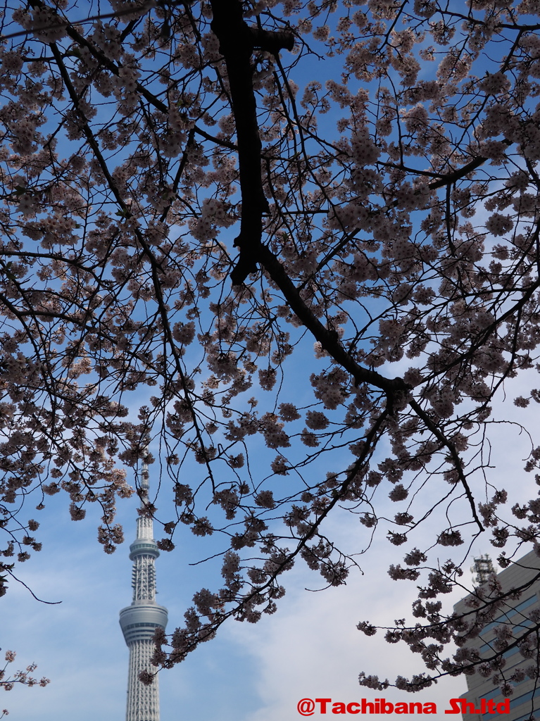 2016年桜の季節