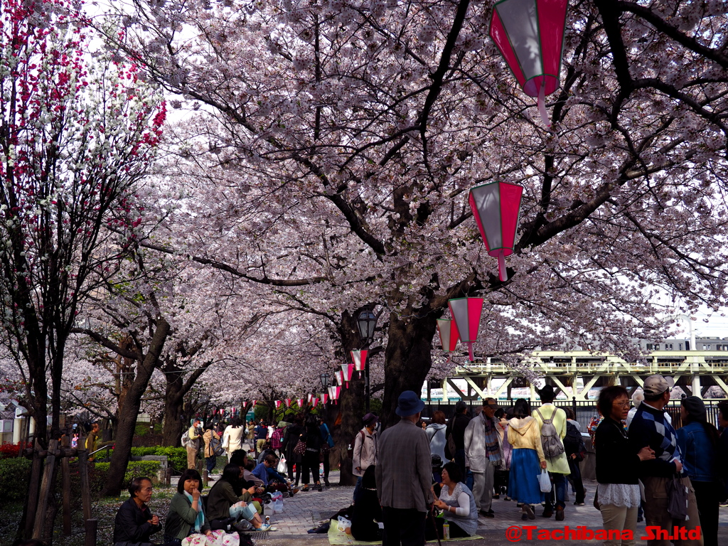 2016年桜の季節