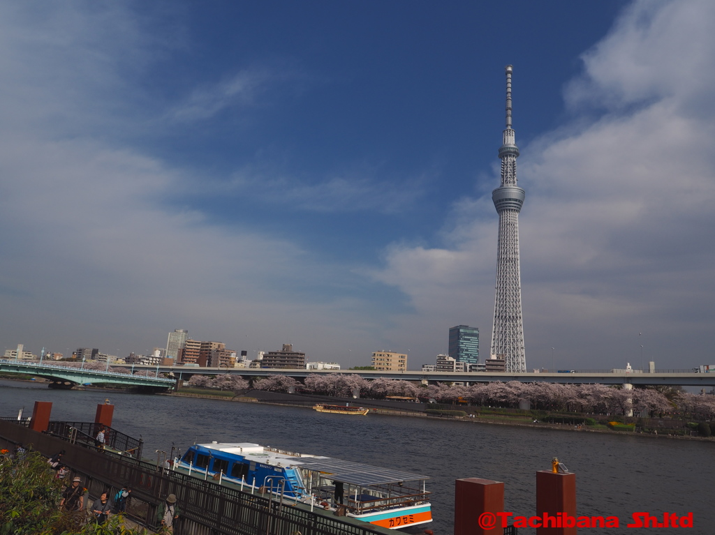2016年桜の季節