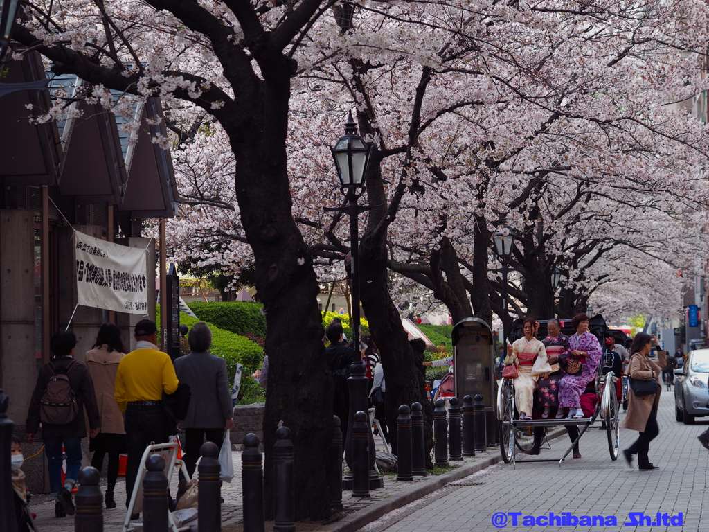 2016年桜の季節