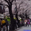 2016年桜の季節