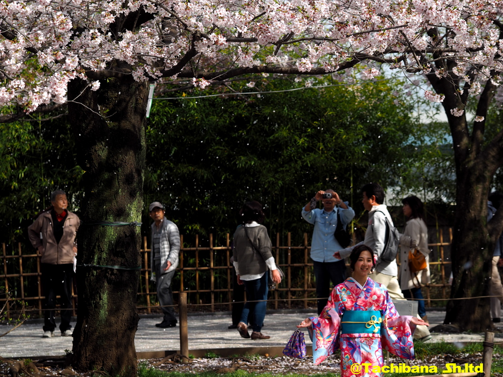 2016年桜の季節