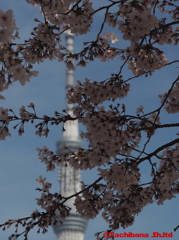 2016年桜の季節