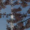 2016年桜の季節