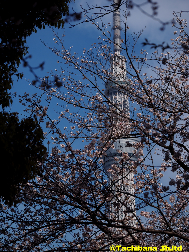 2016年桜の季節