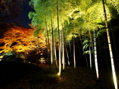 2012年紅葉の六義園　夜景