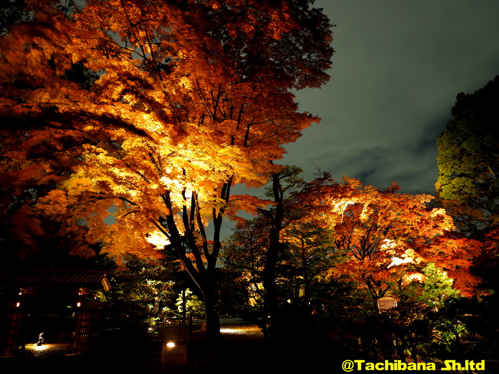 六義園の紅葉2016