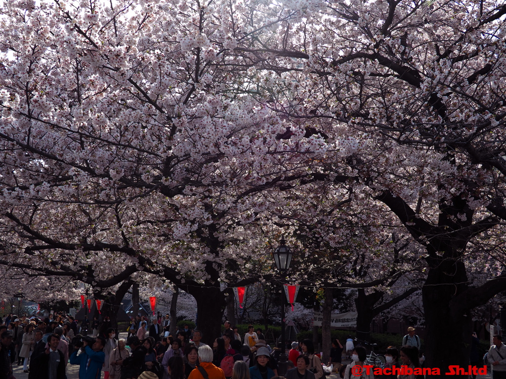 2016年桜の季節