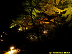 六義園の紅葉2016