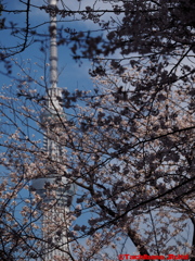 2016年桜の季節