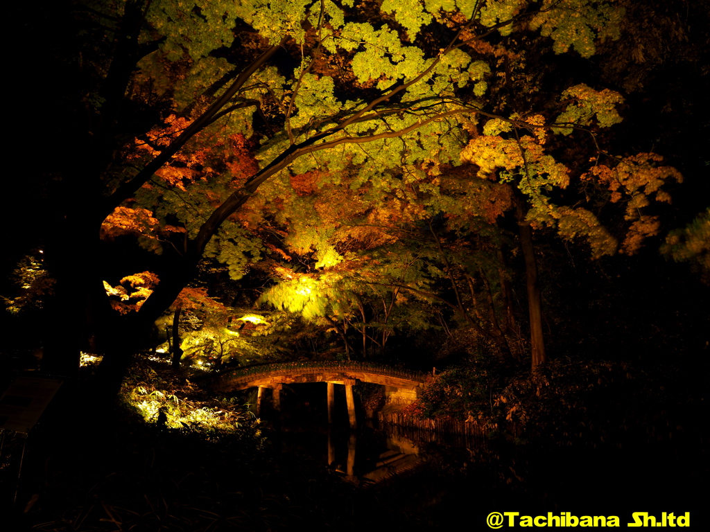 六義園の紅葉2016