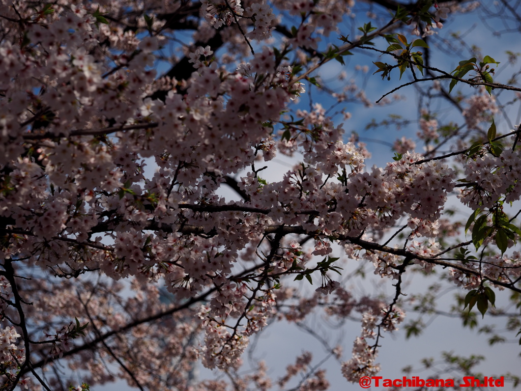 2016年桜の季節