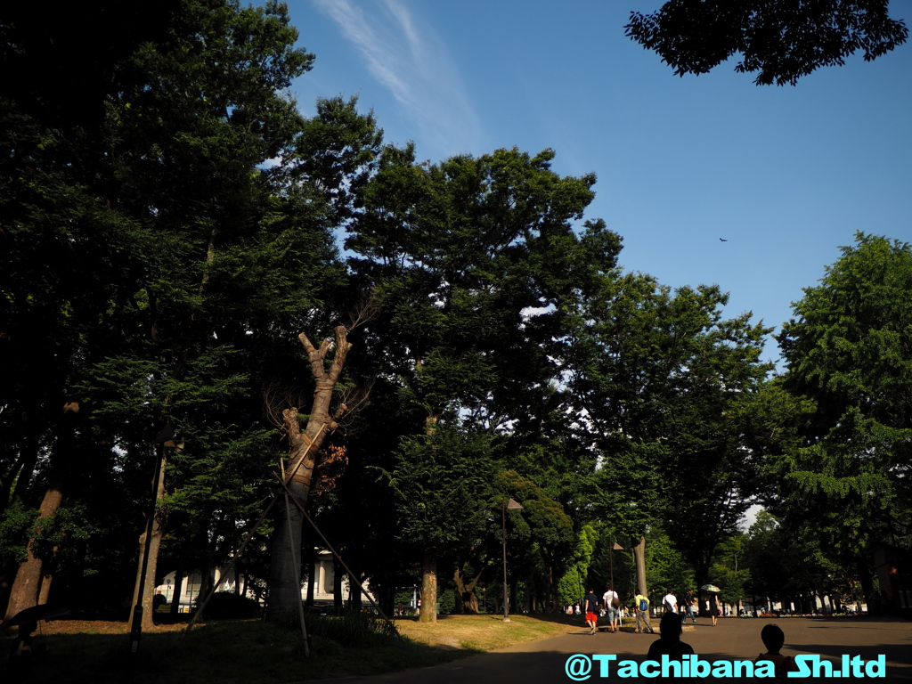 上野公園の蝉時雨