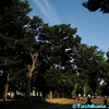 上野公園の蝉時雨