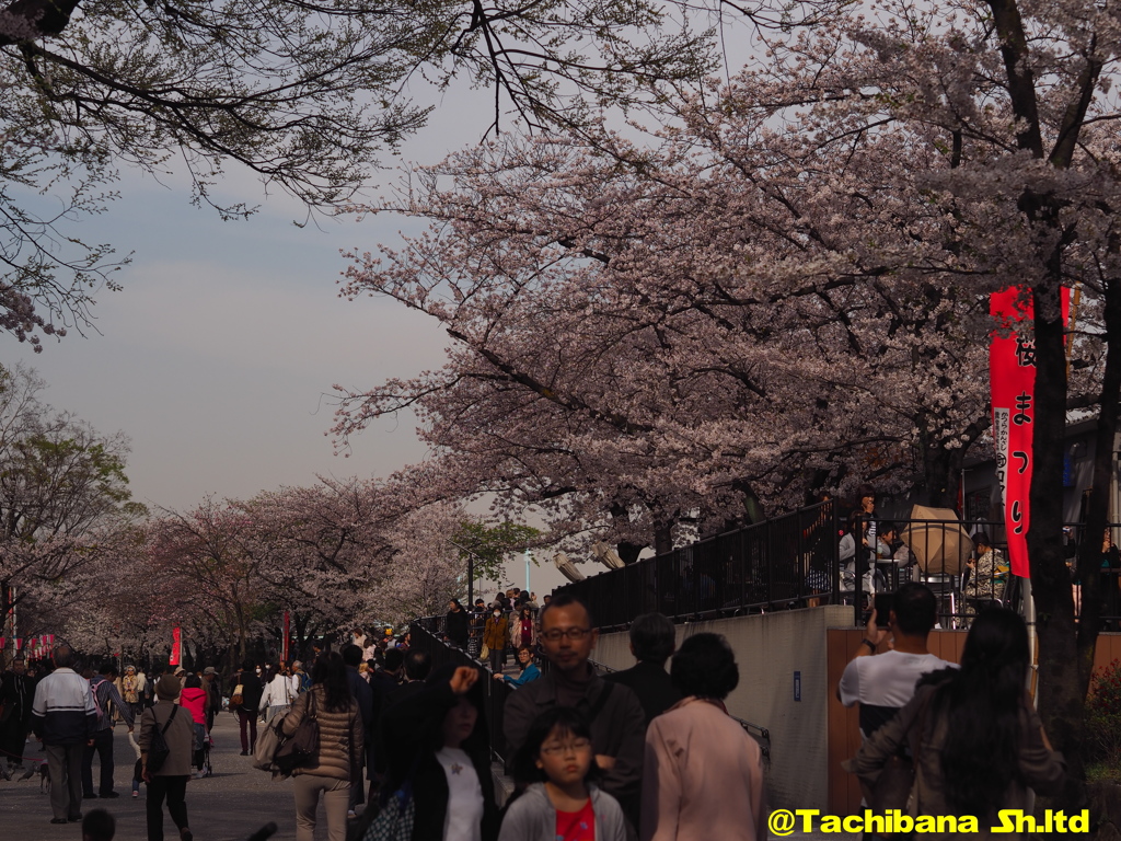 2016年桜の季節