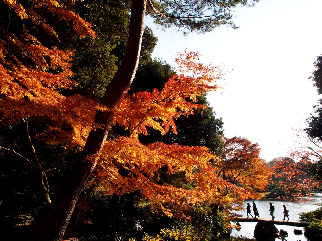 2012年紅葉の六義園