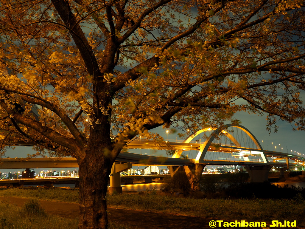 五色桜大橋