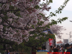 2016年桜の季節