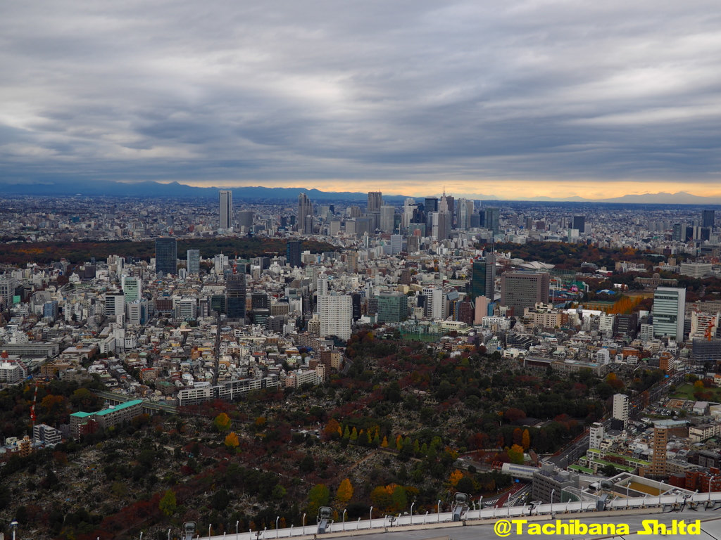 東京も紅葉